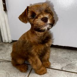 Buzz - Wheaten male Miniature Schnauzer puppy in Edinburg, Texas from Forever Schnauzers