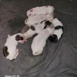 Dachshund Puppies from Weenies on the Lake