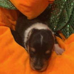 Basil - Black white and tan male Collie puppy in Carencro, Louisiana from Cajun Bayou's Collies LLC