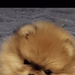 Pomeranian Puppies from Pardi Poms