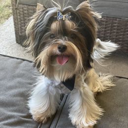 Biewer Terrier and Yorkshire Terrier Puppies from York Town California