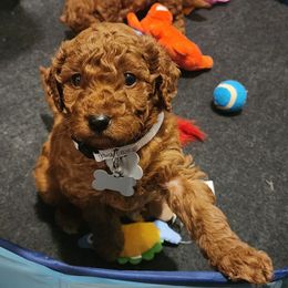 Gray collar boy - Apricot male Goldendoodle puppy in Los Molinos Ca, California from Sunshine Sanctuary Doodles