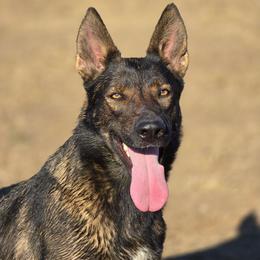 Berlin - Sable female German Shepherd puppy in Ramona, California from Von Sternkraft German Shepherds