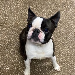 Eddie - Boston Terrier