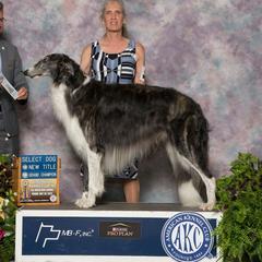 Borzois and Silken Windhounds from Avalon