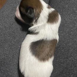 Shih Tzu Puppies from Myers Country Pups