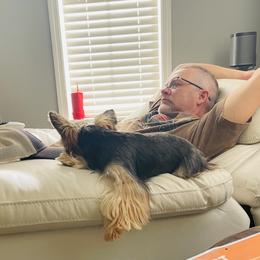 Yorkshire Terrier Puppies from Yorkies of St. George