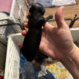 Twix - Black male Dachshund puppy in Erie, Michigan from Champagne’s Grinch Toe’d Dachshunds
