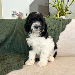 Moon - male Golden Mountain Doodle puppy in New River, Arizona from Sonoran Standard Doodles