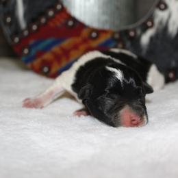 Blue girl - Parti female Miniature Schnauzer puppy in Muskogee, Oklahoma from Rockin J Pups