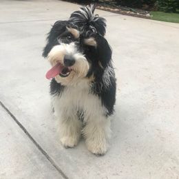 Aussiedoodle Puppies from Brambleberry Doodles
