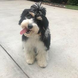 Aussiedoodle Puppies from Brambleberry Doodles