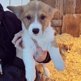 Pembroke Welsh Corgi Puppies from Gotta Chase Em All Corgis