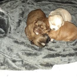 Shih Tzu Puppies from Highland Farms Shih Tzu & Imperial Beauties