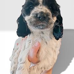 Dottie (Bella) - Black and white female Cockapoo puppy in Connersville, Indiana from MoonShine Babies