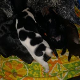German Shorthaired Pointers from Weiss GSP's