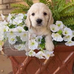 Spur - CKC Registered :: Dark Blue - Cream male Dachshund puppy in Erick, Oklahoma from 4-L Backyard Dach