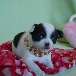 Sassi - Black and white female Chihuahua puppy in Bois D Arc, Missouri from Carsten's Chihuahuas
