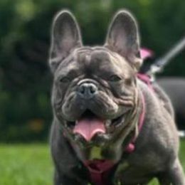 French Bulldogs from Life’s Kennels