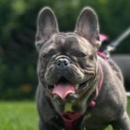 French Bulldogs from Life’s Kennels