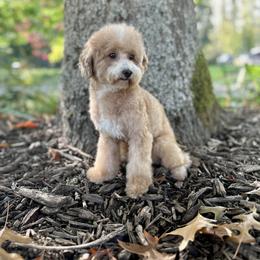 Bernedoodle, Cavapoo, and Poodle All Grown Up from Kelly Brooks