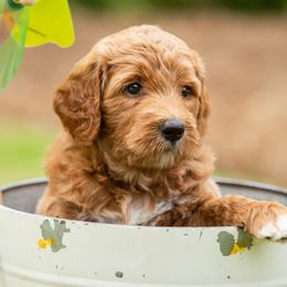 Goldendoodle Puppies from Ellie's Goldendoodles