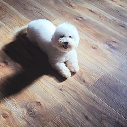 Indie - White female Bichon Frise puppy in Pickens, South Carolina from Beloved Bichon