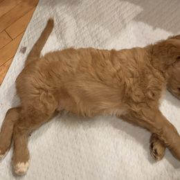 Little Bear - Cafe au lait Double Doodle puppy in Kent, Washington from Riverside Doodles - Seattle (A+ genetics)