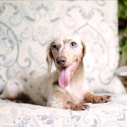 Louie - Dachshund