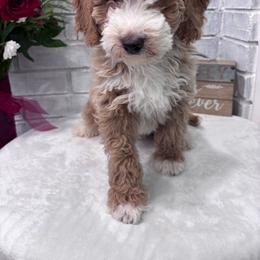 Rowan - Brown and white male Bernedoodle puppy in Jacksonville, Florida from Star of the Sea Doodles