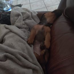 Dachshund Puppies from House of Slinkys