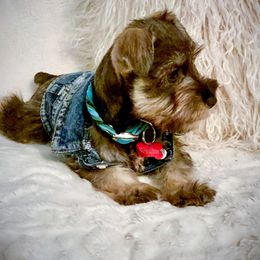 Miniature Australian Shepherd, Miniature Schnauzer, and Toy Australian Shepherd All Grown Up from Roses Halfpint Ranch
