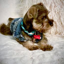 Miniature Australian Shepherd, Miniature Schnauzer, and Toy Australian Shepherd All Grown Up from Roses Halfpint Ranch