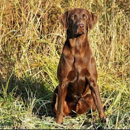 Mia - Labrador Retriever
