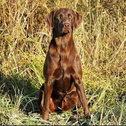 Mia - Labrador Retriever