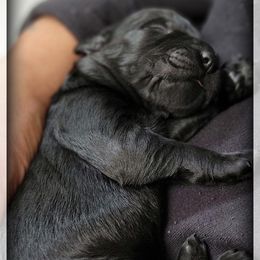 Nyx - Black female Giant Schnauzer puppy in Saratoga Springs, Utah from Happy Beard Schnauzers