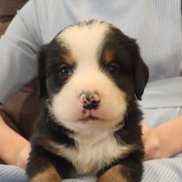 Chloe - Black rust and white female Bernese Mountain Dog puppy in Auburn, Indiana from Swamp Creek Berners
