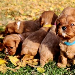 Cavalier King Charles Spaniel Puppies from Parker Puppies