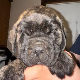Toby - Brindle male Mastiff puppy in Carthage, Missouri from Mama’s Mastiffs