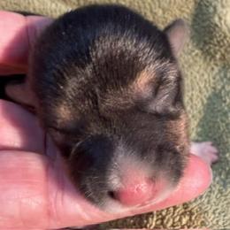 Little girl - Black and tan female Pembroke Welsh Corgi puppy in Riverside, California from Four Aces Corgis