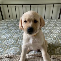 Ms. Yellow - Yellow female Labrador Retriever puppy in New Hanover, New Jersey from Misty Labs
