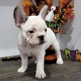 French Bulldogs from Roll Tide French Bulldogs