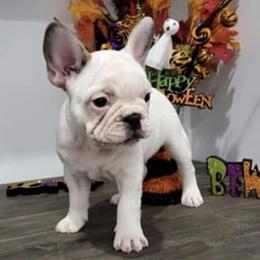 French Bulldogs from Roll Tide French Bulldogs