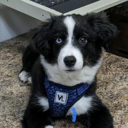 Miniature American Shepherds and Miniature Australian Shepherds from Sweetbay Aussies/ Miniature American Shepherds
