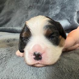 Red - Tri-color female Cavalier King Charles Spaniel puppy in Mount Dora, Florida from Carroll’s Cavaliers