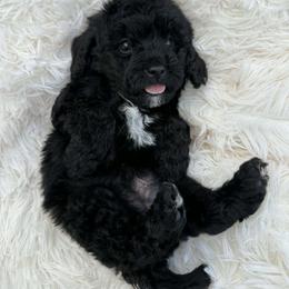 Boy 1 - Black and white male Aussiedoodle puppy in Mtn Rest, South Carolina from Stocktons Doxies & Doodles