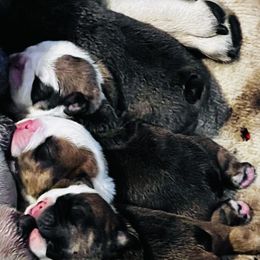 Bulldog Puppies from K&D Bulldogs