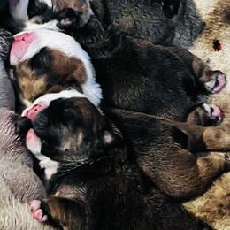 Bulldog Puppies from K&D Bulldogs