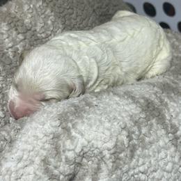 White collar - Cream male Goldendoodle puppy in Mc Cook, Nebraska from Powers Doodles