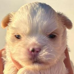 CKC Benny - White male Shih Tzu puppy in Skipperville, Alabama from Nay Nay’s Babies